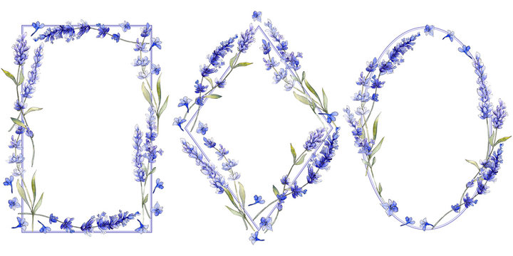Violet lavender. Floral botanical flower. Wild spring leaf wildflower isolated. Aquarelle wildflower for background, texture, wrapper pattern, frame or border.