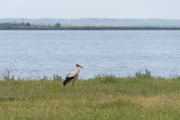 White storks (ciconia) are walking by the lake