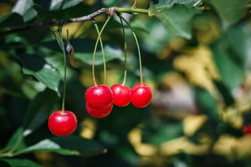 Ripe Cherries On A Branch. Close Up. Macro.