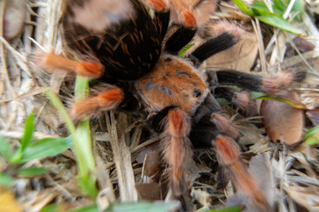 Mexican Fireleg (Brachypelma boehmei) the beautiful tarantula stays on ground and grass, nature background. Selective focus.