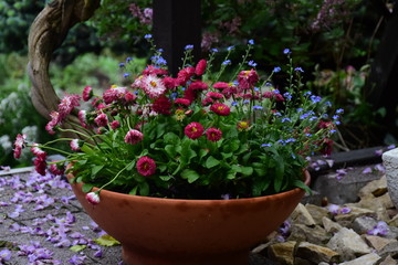 Garden decoration, ceramic pot with daisies.
