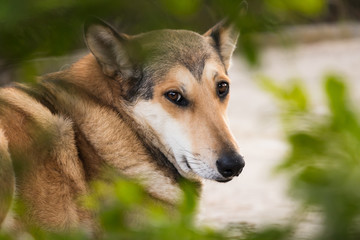 perro entre los arboles