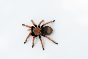 Mexican Fireleg (Brachypelma boehmei) the beautiful tarantula on white background isolated. Selective focus.