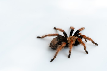 Mexican Fireleg (Brachypelma boehmei) the beautiful tarantula on white background isolated. Selective focus.