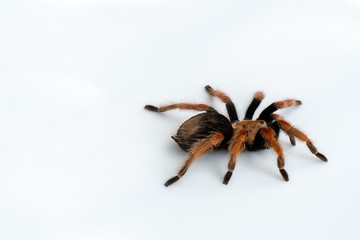 Mexican Fireleg (Brachypelma boehmei) the beautiful tarantula on white background isolated. Selective focus.