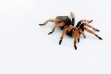Mexican Fireleg (Brachypelma boehmei) the beautiful tarantula on white background isolated. Selective focus.