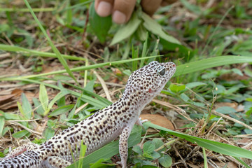 Adorable leopard gecko morph mack snow (Eublepharis macularius) on ground, grass, nature background. Selective focus.