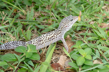Adorable leopard gecko morph mack snow (Eublepharis macularius) on ground, grass, nature...