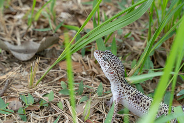 Adorable leopard gecko morph mack snow (Eublepharis macularius) on ground, grass, nature background. Selective focus.