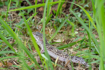 Adorable leopard gecko morph mack snow (Eublepharis macularius) on ground, grass, nature background. Selective focus.