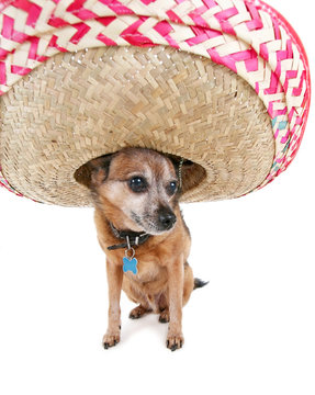 Cute Chihuahua With A Giant Sombrero Hat On Isolated White Background
