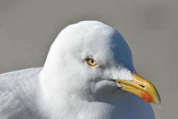 Borkum