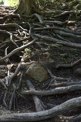 地を這う木の根