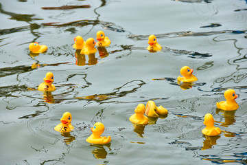 yellow rubber ducks in a duck race floating on a lake water