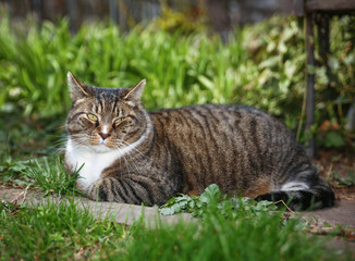 Naklejka na ściany i meble tabby cat in a yard with grass and plants around looking at the camera