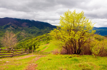 mountainous countryside in springtime. fence down the hill along the country road. tree on the...