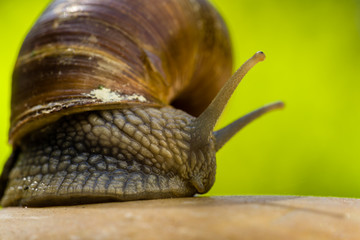 Schnecke