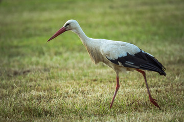 Storch im Profil