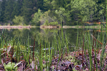 Blurred grass background with water drops. HD shot with motorized slider.
