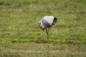 Weißstorch im Frühling