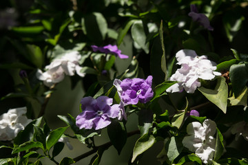 Close up of Brunfelsia uniflora flower