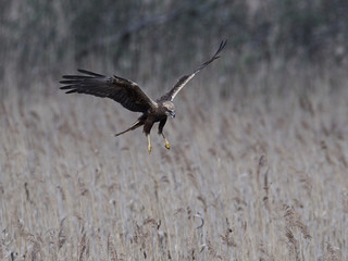Western marsh harrier (Circus aeruginosus)