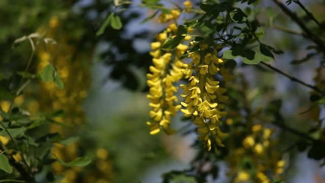 The yellow action is an ornamental shrub because its grape-shaped flowers are beautifully presented among small green leaves.
