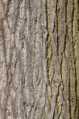 Rinde eines alten Baumes 