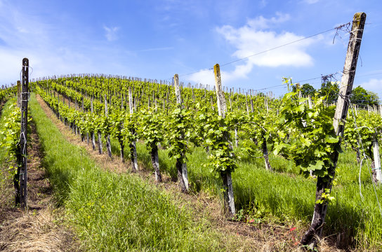 Vineyard in Italian valley, in a sunny day