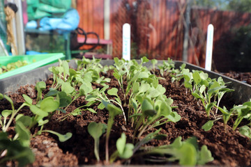Seedlings growing in a greenhouse 