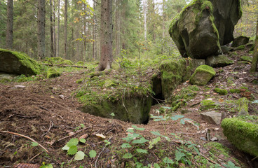 Mammal den in coniferous forest