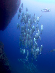 a school of big-eye jacks