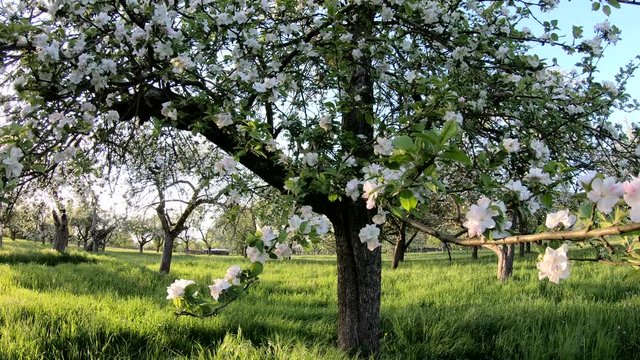 Streuobstwiese mit bl&uuml;henden Apfelb&auml;umen bei Sonnenuntergang, Kleinwallstadt, Bayern, Franken, Spessart, 4K