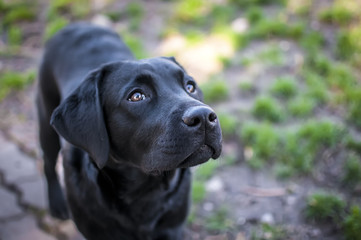 black labrador puppy with sweet snout