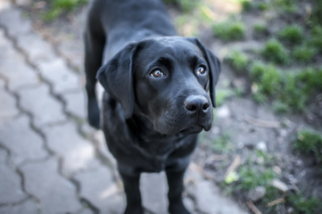black labrador puppy with sad snout