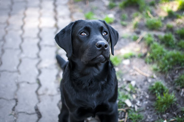 black labrador puppy with sweet snout