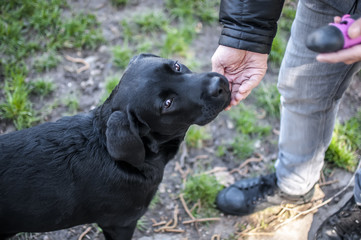black labrador puppy with sweet snout eating her treats