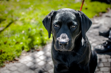 black labrador puppy with sad snout