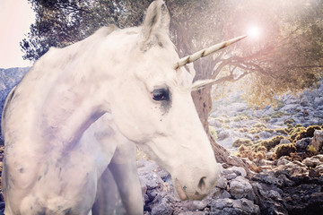 Real unicorn walking in rocky land. © marbenzu