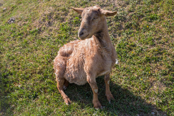 goat sitting
