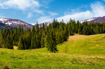 Spruce forest on  the grassy hills. beautiful nature scenery of Carpathian countryside. lovely...
