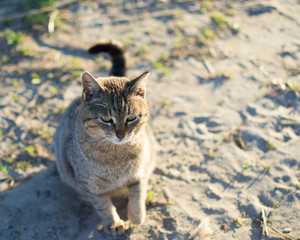 Obraz premium lonely homeless gray cat living on the beach sitting on the sand