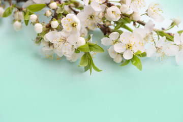 White cherry blossom.Spring flowers on blue background