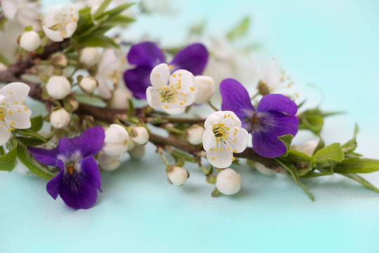 Spring flowers greeting card.White cherry  flowers and viola flowers on blue background.
