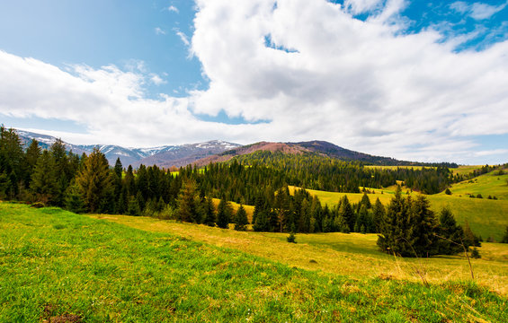 beautiful landscape with spruce forest. landscape of Borzhava mountain ridge in springtime. snowy mountain tops in the distance under the cloudy sky