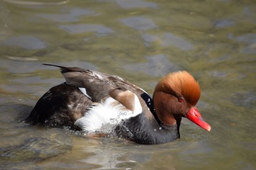 Red Crested Duck