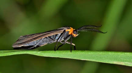 Virginia Ctenucha (Ctenucha virginica) moth on foliage side view, Springtime insect nature macro copy space, Houston TX USA