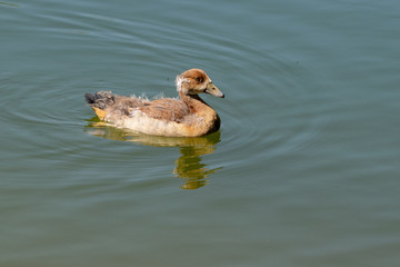 Juvenile Egyptian Goose duckling. Egyptian Geese are closely related to Shelducks and offspring are often referred to as ducklings rather than goslings