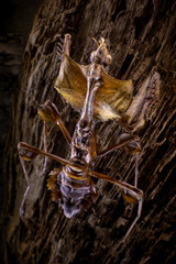 the mantis climbs the bark of a tree