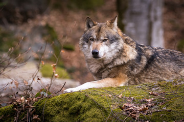 Entspannter Wolf 
